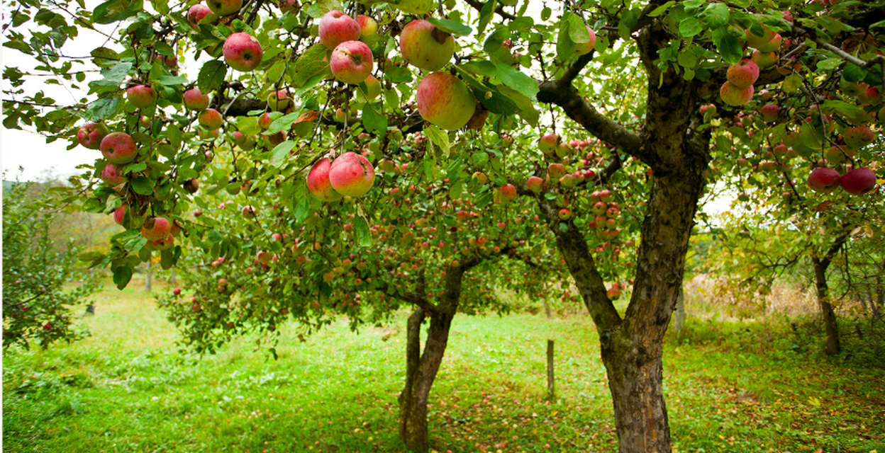 Omenapuun leikkauskursi