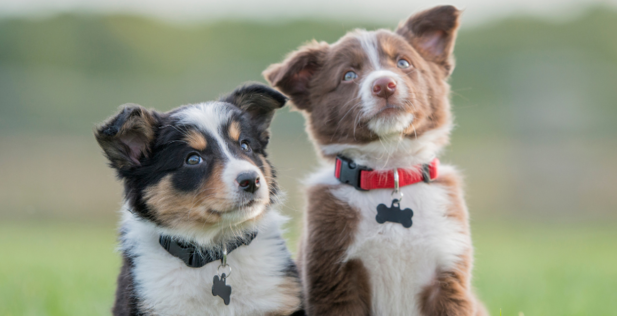 Vardagslydnad för valpar