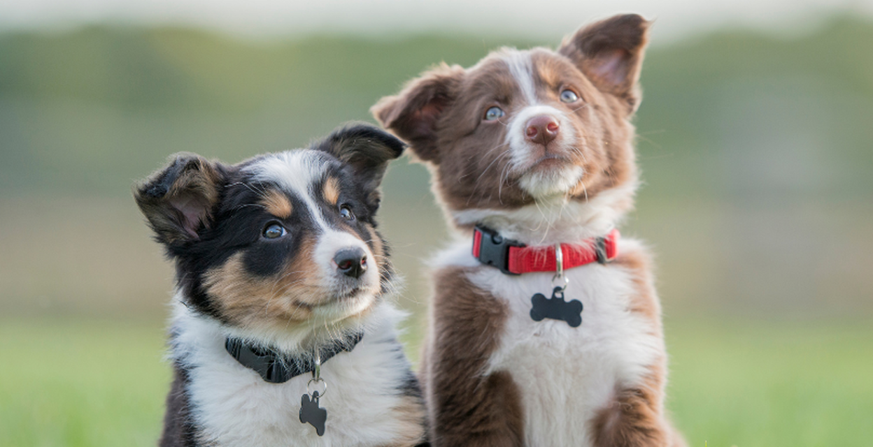 Pentujen ja nuorten koirienarkitottelevaisuus