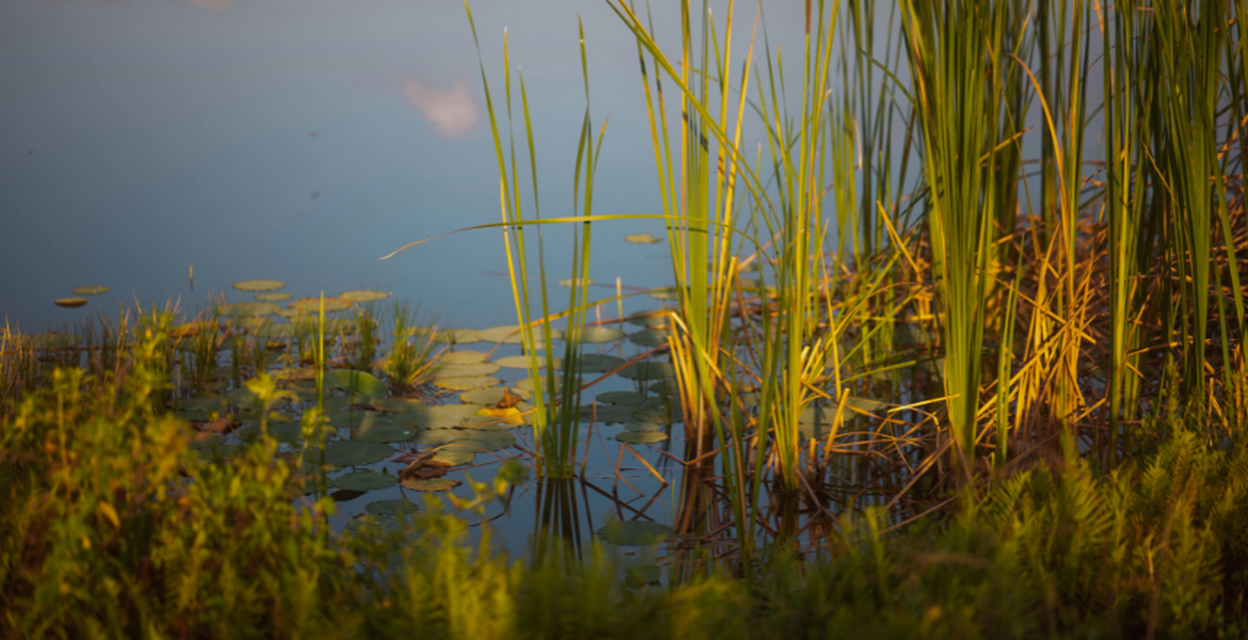Regenerativ odling i havet